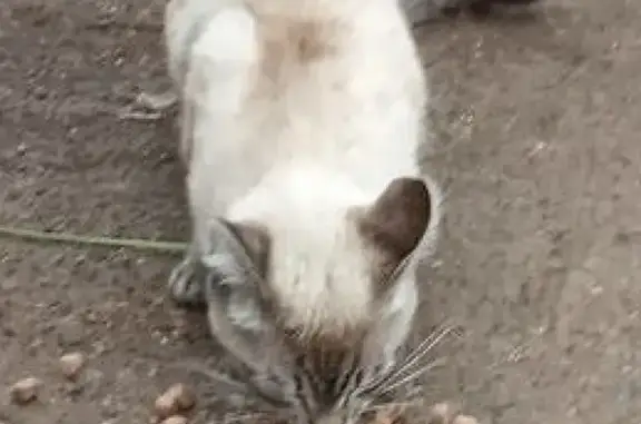 Найден редкий тайский кот в Губахе