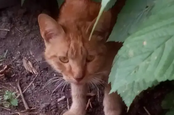 Найден исхудавший домашний кот в Н.Новгороде, ищем хозяев.