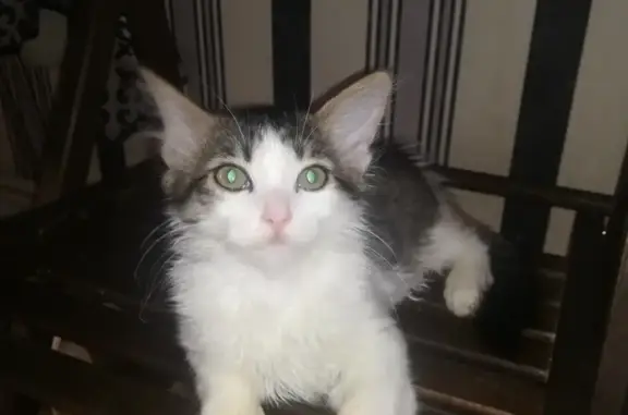 Пропала кошка в районе Мервино, Рязань