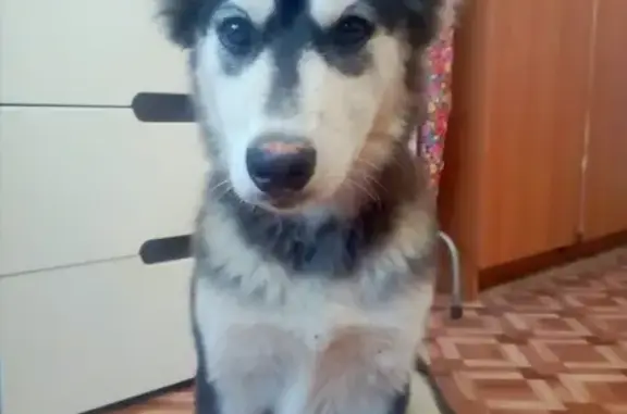 Найдена щенок хаски в Николаевке, ищет новый дом
