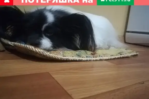 Найдена собака в Коломне, Московская обл.