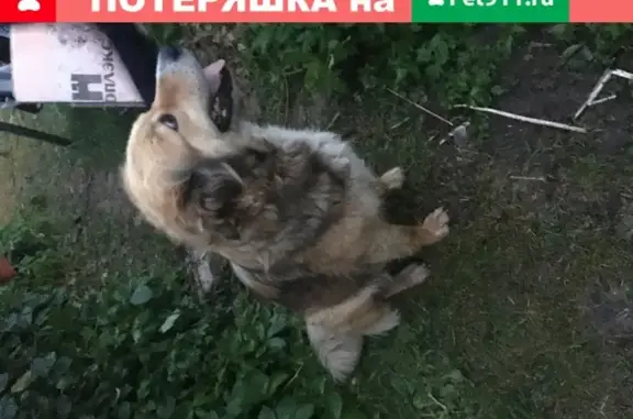 Собака нашлась в Бугорке, Московская область