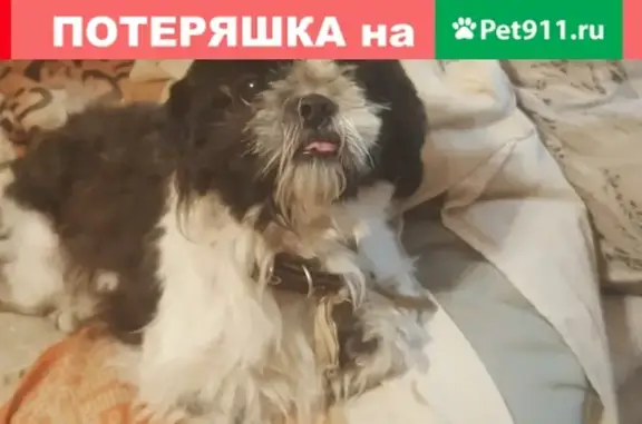 Собака найдена в Клине: ши-тцу, контакт в VK.