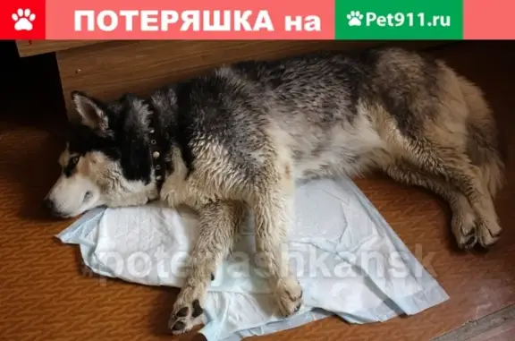Найдена собака на улице Богдана Хмельницкого