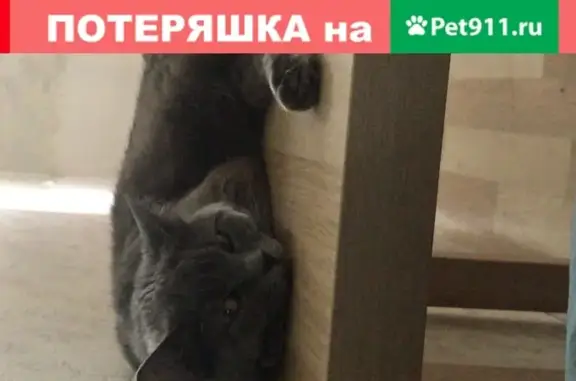 Кошки потеряшки, Москва, фото: Потеряшка кошка в СНТ Гавриково