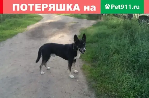 Найдена собака в ЛО, микрорайон Южный, проспект Добровольского