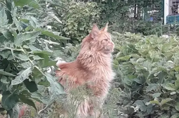 Пропал кот Мейн-кун в Чехове, СНТ Вишневый сад