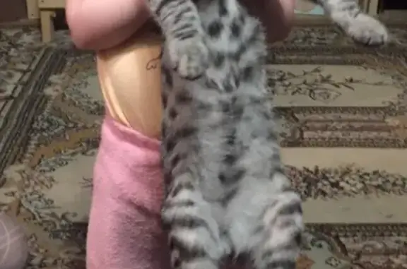 Кошки потеряшки, Москва, фото: Потеряшка кошка возле Измайловского Кремля, адрес 9я Парковая дом 57 корпус 5.