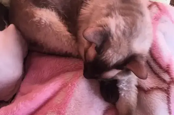 Пропала кошка в Лениногорске, вознаграждение за находку