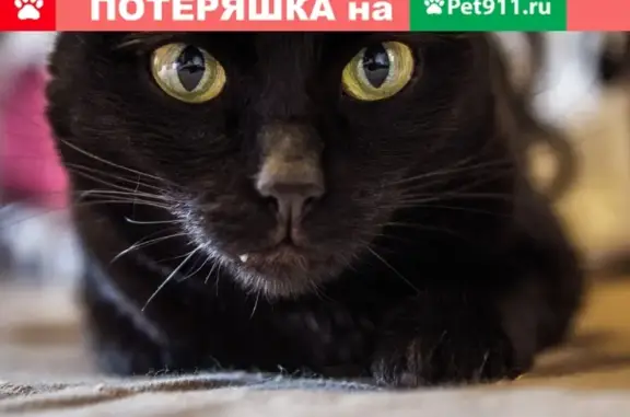 Пропал кот в районе Шлакоблочного, Рубцовск
