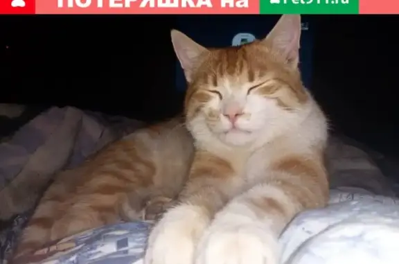 Пропал рыжий кот Харитон в районе ул. Александровская