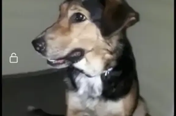Найдена собака в Зубенках, Рязанская область