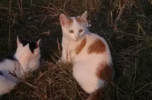 Пропала кошка Кот в посёлке Фролищи, Нижегородская область