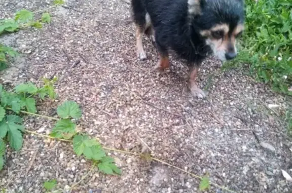 Найдена собака на ул. Запасная в Старокорсунской: той-терьер, черно-подпалый, ищем хозяев.