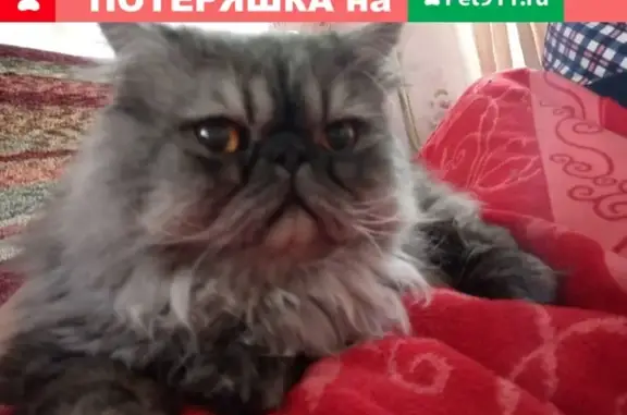 Пропала кошка на Горьковской 21 в Новокузнецке (СОС)