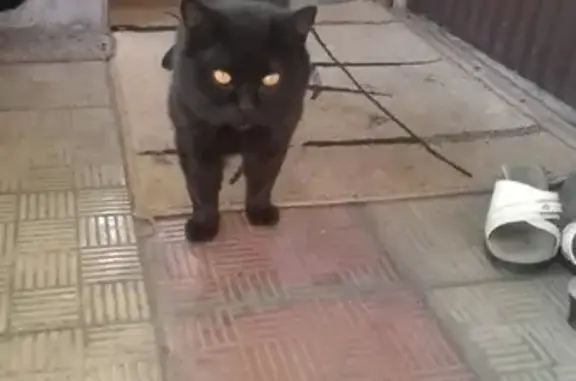 Пропала кошка на улице Урицкого, Брянск
