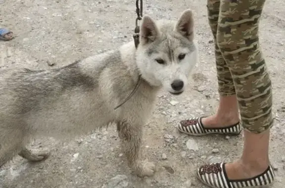 Найдена собака в Бердске