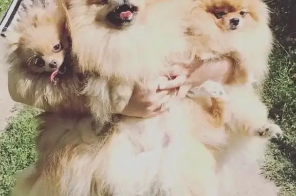 Собаки потеряшки, Алтухово, фото: Потеряшка собака в посёлке Алтухово, вознаграждение за находку.