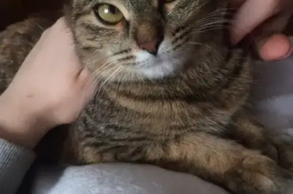 Кошки потеряшки, Верхнеднепровский, фото: Потеряшка кошка в Верхнеднепровском, Химиков 7