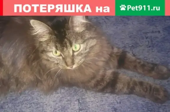 Пропал кот Филипп в районе Первой Палатки и Ленинского ЗАГСа, вознаграждение!