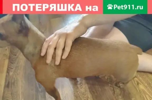 Найдена собака на ул. Богдана Хмельницкого 26А