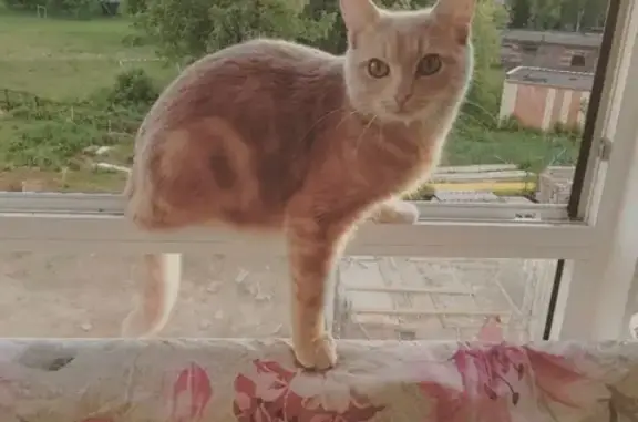Пропал кот за Волгой в Новочебоксарске