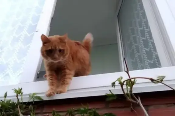 Кошки потеряшки, село Павловка, фото: Потеряшка рыжий кот Кеша в селе Павловка, Амурская область