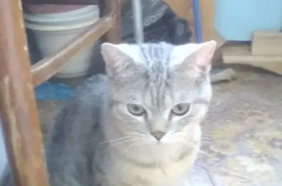 Найдена кошка на ул. Можайского, 60
