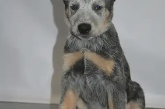 Пропала собака: серый щенок с клеймом в Петушках