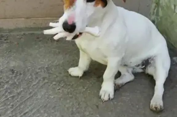 Пропала собака Джина на ул. Средней в Краснодаре