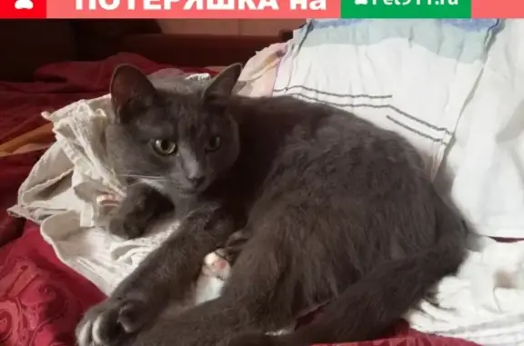 Пропала кошка на Наумовской, 31/37, русский голубой, 2.5 года.
