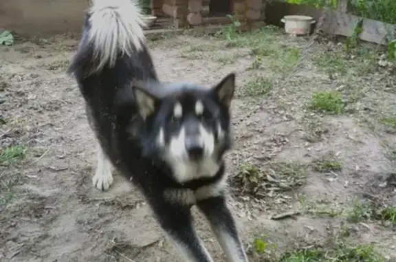 Пропала собака Лайка в Руднянском районе