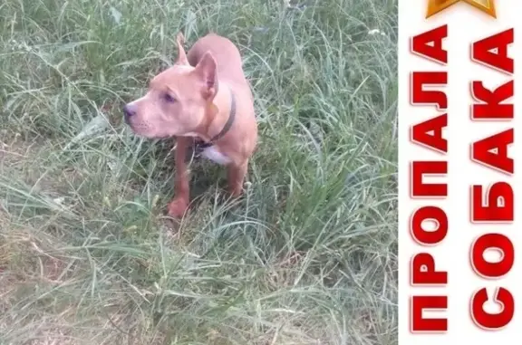 Пропала собака в Кирове, ул. Ломоносова-Энгельса