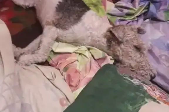Пропала собака в Спасском районе Татарстана