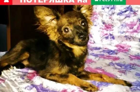 Пропала собака на Намцырском тракте, рядом с лагерем 
