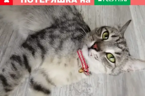 Найден кот в парке Тимоховском, ищем хозяина.