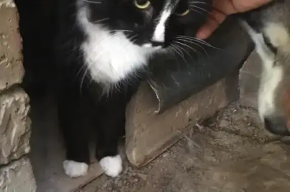 Найден молодой кот в деревне Хлябово