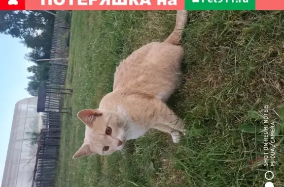 Кошка Кот найдена в деревне Козлово.