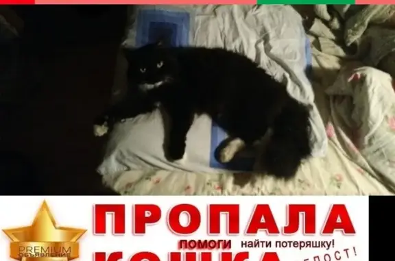 Пропала кошка Мурзик на проезде Дежнёва, Москва