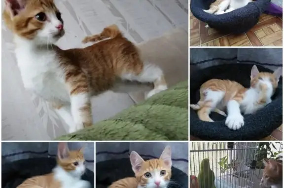 Пропала кошка Шустрый в Нижневартовске, помогите найти!