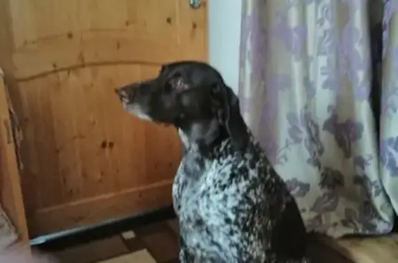 Собаки потеряшки, Москва, фото: Потеряшка собака Джесси в Видном, д. Лопатино