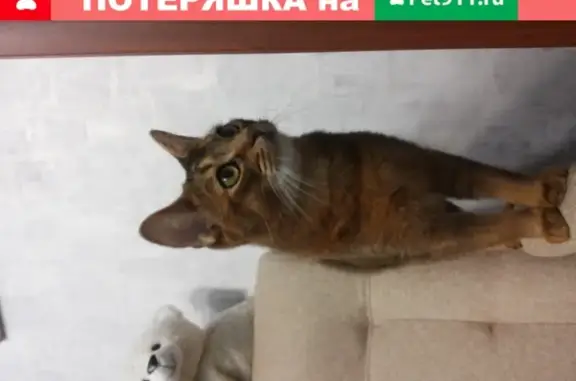 Пропала кошка Кот в Королёве, ул. Чапаева, с ошейником и запиской на пластыре.
