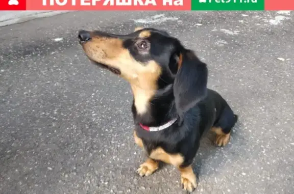 Найдена собака, Нижний Новгород, фото: Найдена темная Такса на ул. Шишкова, 5к1.