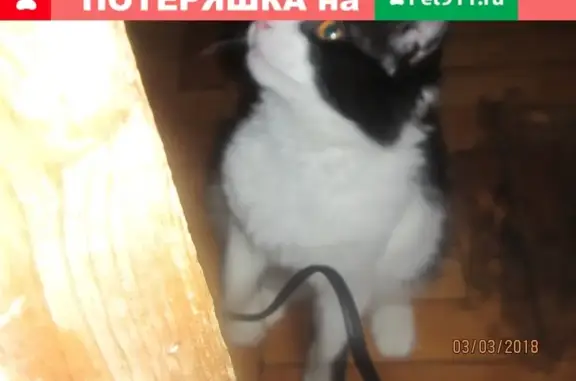Пропала кошка на ул. Живописная, Москва