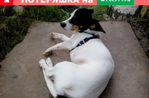 Пропала собака в Йошкар-Оле на Ремзаводе