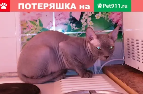 Пропала кошка на Комсомольском пр-те, возраст 1 год, шрам на шее, серый ошейник с шипами и бубенчиком.