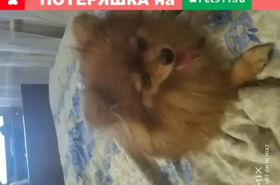 Потерянные животные Нижний Новгород, фото: Пропала рыжая шпиц в Нижнем Новгороде на ул. Войкова