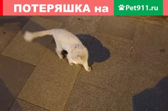 Найдена напуганная кошка на Малой Полянке