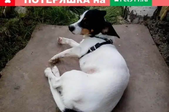 Пропала собака Муша в районе ремзавода, Йошкар-Ола