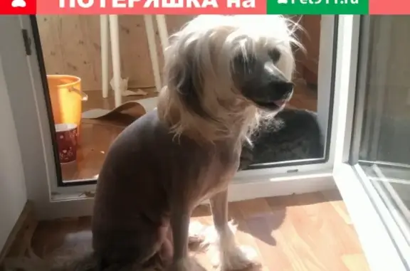 Пропала собака Вудди на ул. Ракетной, Симферополь